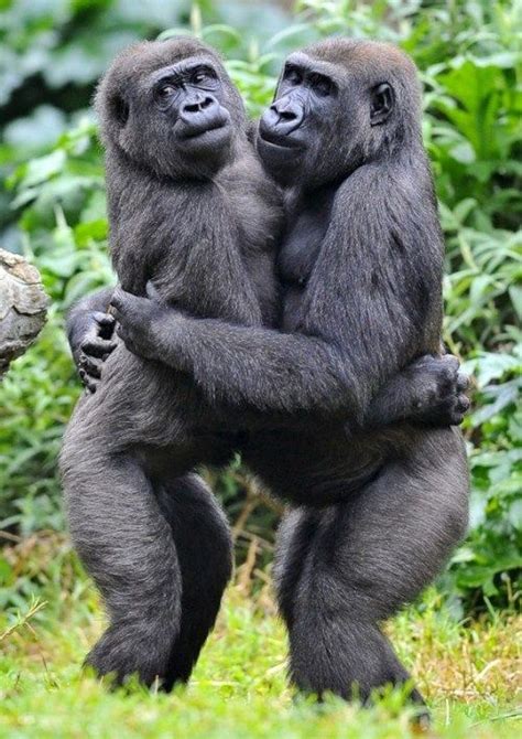 Funny Pictures Of People Dancing Funny Gorilla Pics Funny Animal