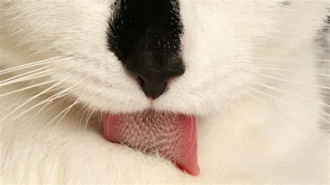 Inilah Alasannya Kenapa Lidah Kucing Bisa Membuat Tubuhnya Tetap Bersih