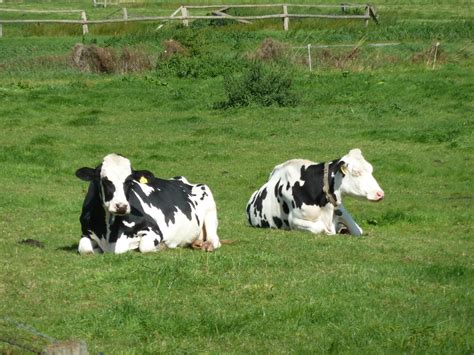 Free Images Grass Farm Meadow Pasture Grazing Beef Cows