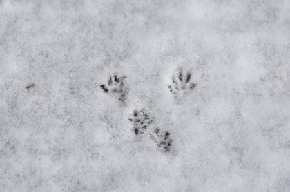37 tierspuren zum ausdrucken besten bilder von ausmalbilder : Rätsel Tierspuren Im Schnee - Tierspuren Im Schnee Was ...