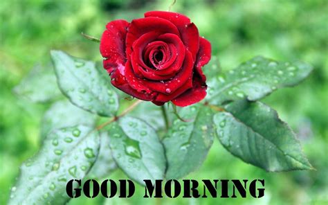 Good Morning With Beautiful Red Rose