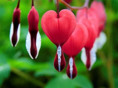 Bleeding Heart Is A Beautiful Heart Shaped Flower Seriously Flowers