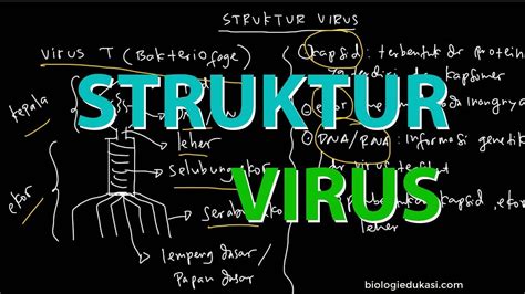 Struktur Tubuh Virus Bakteriofage Youtube