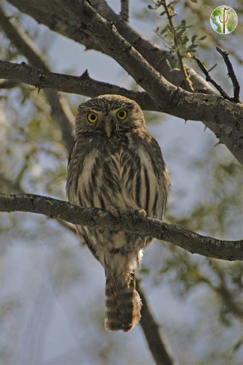 In the sonoran desert the. Glaucidium brasilianum cactorum, cactus ferruginous pygmy ...