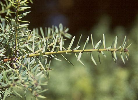 Maybe you would like to learn more about one of these? Podocarpus totara | Landscape Plants | Oregon State University