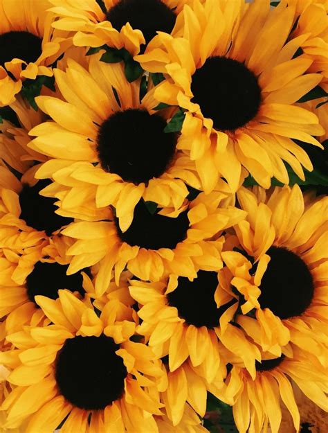 Yellow Sunflower Aesthetic Wallpapers For Desktop Quotes