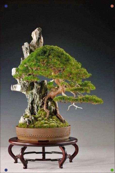 The Ancient Japanese Art Of Bonsai Creates A Miniature Version Of A