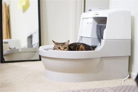 You put a litter box in the corner of the room, fill it with kitty litter, and they use it to do their business. Steps to stop your cat peeing outside the litter box ...