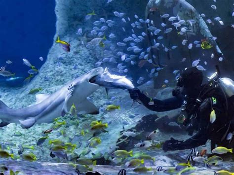 Abu Dhabi Largest Aquarium In The Middle East Opens Today