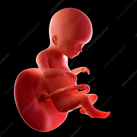 Human Fetus Age 20 Weeks Stock Image F0158075 Science Photo Library