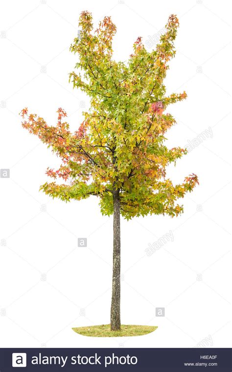 Young Autumnal Maple Tree Isolated On White Background Yellow Red