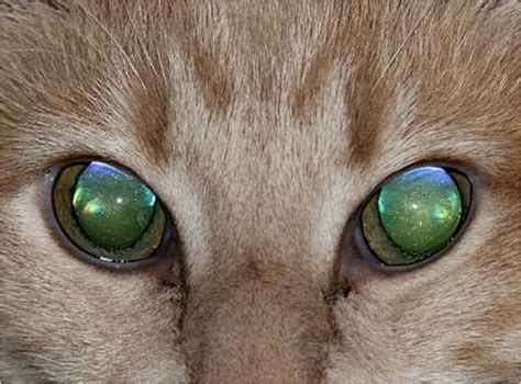 Notes On Special Senses Tapetum Lucidum Cat Laser Trippy Cat