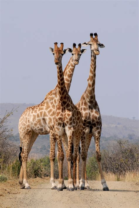 Fotos Gratis Fauna Silvestre Patrón África Mamífero Parque