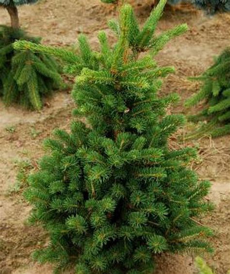 Picea Abies Lombartsii Dwarf Norway Spruce Kigi Nursery