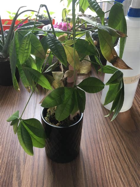 More images for chinese money plant dying » Help! What's wrong with my roommates money tree? Leaves ...