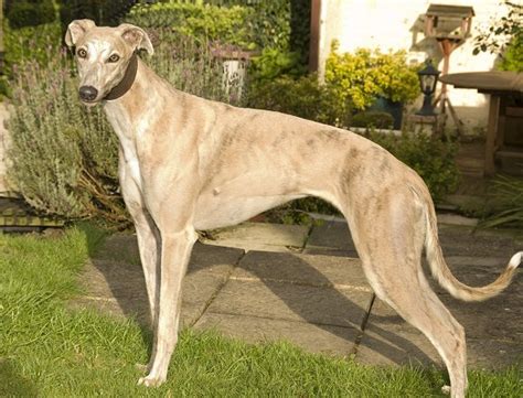 Are Greyhounds Good Hunting Dogs