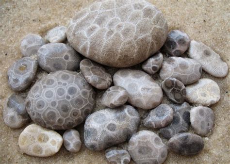Fossilised Coral Stone Facts And Photos