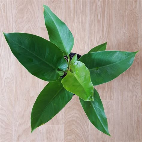 Philodendron Imperial Green 175mm Pot Dawsons Garden World