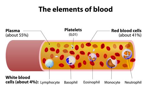 The cells and cellular components of human blood are shown. Whole Blood Basics: How to maintain a stable sample