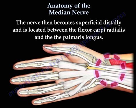 Anatomy Of The Median Nerve Everything You Need To Know Dr Nabil