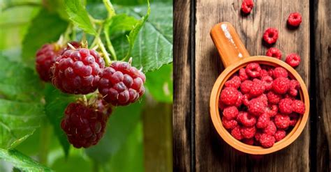 Are Wild Raspberries Safe To Eat A Berry Good Question Veganoga