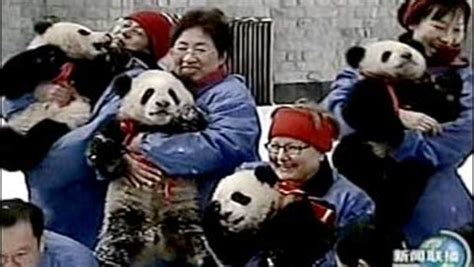 Chinese Pandas Are Safe At Preserve Cbs News