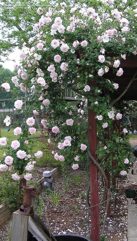 Plantfiles Pictures Hybrid Wichurana Large Flowered Climbing Rose