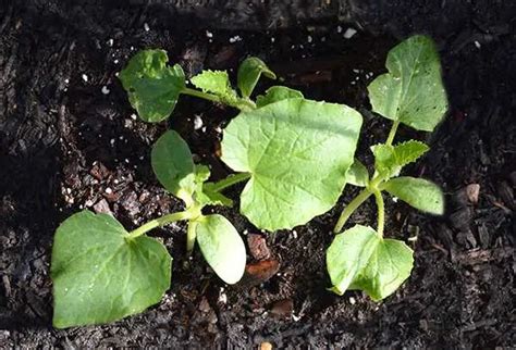 How To Grow Armenian Cucumbers In Texas Experiential Gardener