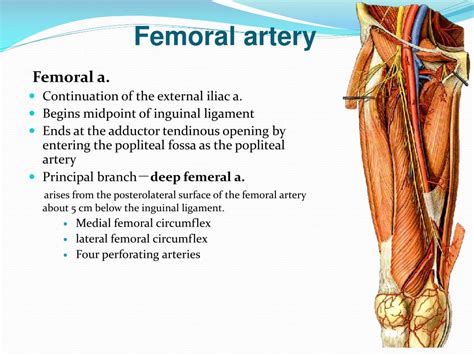 Thigh Anatomy Femoral Artery