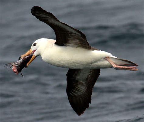 Trawling Streamers Reduce Albatross Deaths By 95 Percent Success