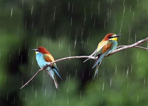 Birds In Rain Part 3