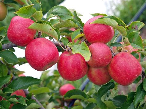 Fruit tree maintenance series 20 | episode 05 towards the end of summer when the fruit trees are putting a great deal of energy into fruit production it's a good idea to carry out a few jobs to encourage continued health of the plant. Mid-Summer Fruit Calendar and Maintenance - Harvest to Table