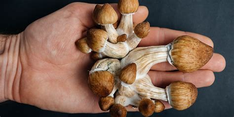 Magic Mushrooms Microdosing And The Pros And Cons Of Psilocybin