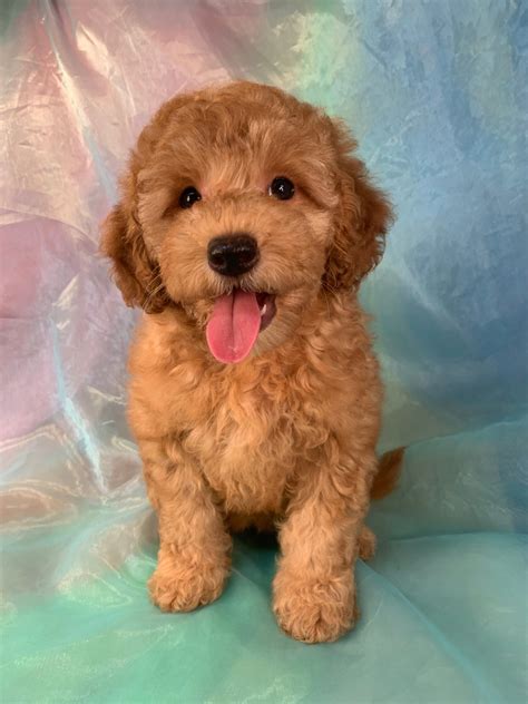 Iowas Top Miniature Goldendoodle Breeder Has Puppies Available Now