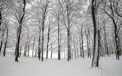 Forest Trees Snow Winter Wallpapers Wallpaper Cave