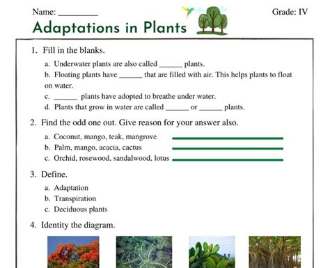Plant Adaptation Worksheet 4rd Grade