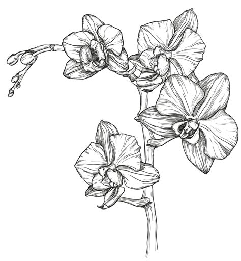 Sketch Of An Orchid Flower Sketches Orchid Flower Tattoos Orchid