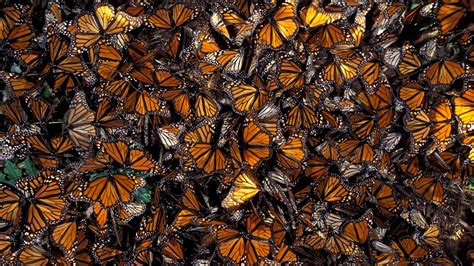 Monarch Butterfly Wallpapers Wallpaper Cave