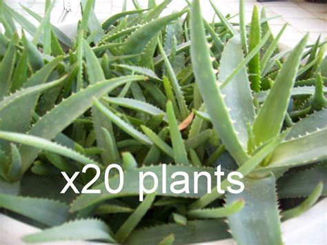 20 Aloe Vera Plants Trees Organic Large Plant Bare Root 3 4 Inches From