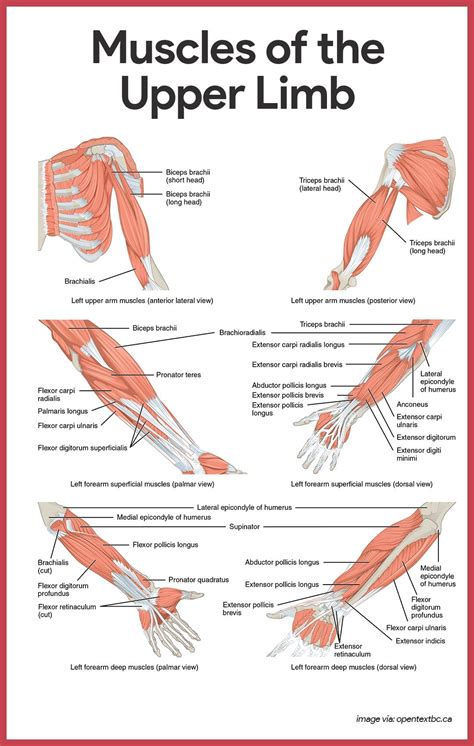 Chart Of Body Muscles