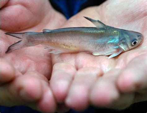Live Blue Channel Catfish For Sale Arizona Aquatic Gardens