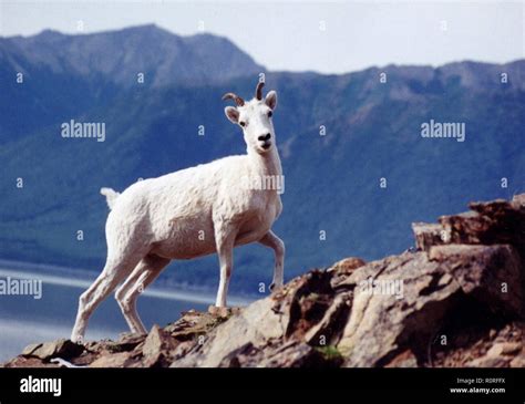 A Female Dall Sheep Ewe Seems Surprised To Find A Human On Top Of