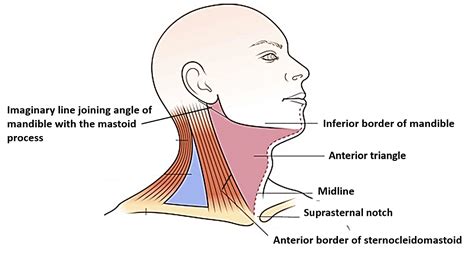 Anterior Triangle Of Neck Submental And Muscular Triangles