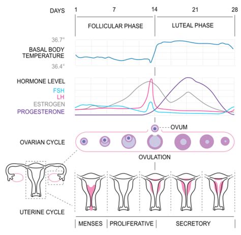 What Is The Difference Between Ovulatory And Anovulatory Cycles Compare The Difference Between
