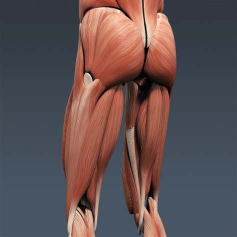 Structure of the male reproductive system. Human Male Anatomy - Body Muscles Skeleton... 3D Model ...