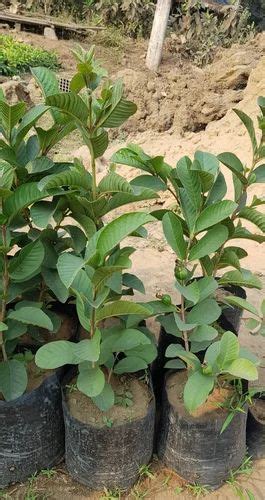 Taiwan Pink Guava Plant At Rs 200piece Hyderabad Id 18185174330