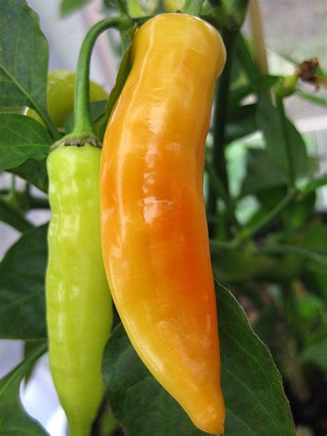 Chilli Aji Crystal Pepper Fruit And Veg Fruits And Vegetables Fresh