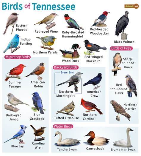 List Of Common Birds Found In Tennessee Facts With Pictures