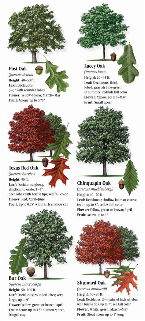Types Of Trees In Central Texas Pelajaran