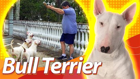 Bull Terrier é Perigoso Guia De Raças Baw Waw Youtube